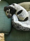 Georgiana's puppy Lemur - pink collar