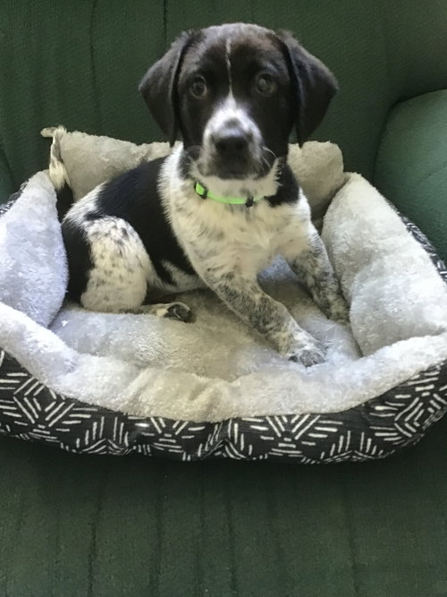 Georgiana's puppy Magpie