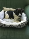 Georgiana's puppy Magpie