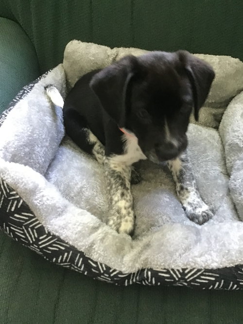 Georgiana's puppy Orca - orange collar