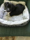 Georgiana's puppy Orca - orange collar