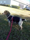 Georgiana's puppy Orca - orange collar