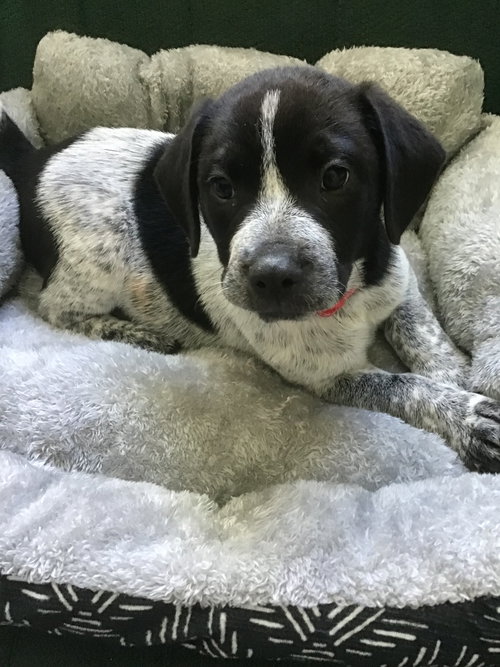Georgiana's puppy Skunk - Red collar