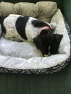 Georgiana's puppy Skunk - Red collar