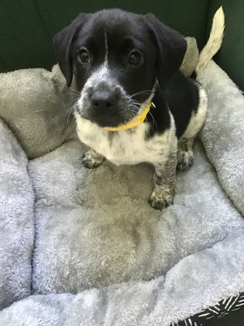 Georgiana's puppy Zebra