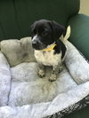 Georgiana's puppy Zebra