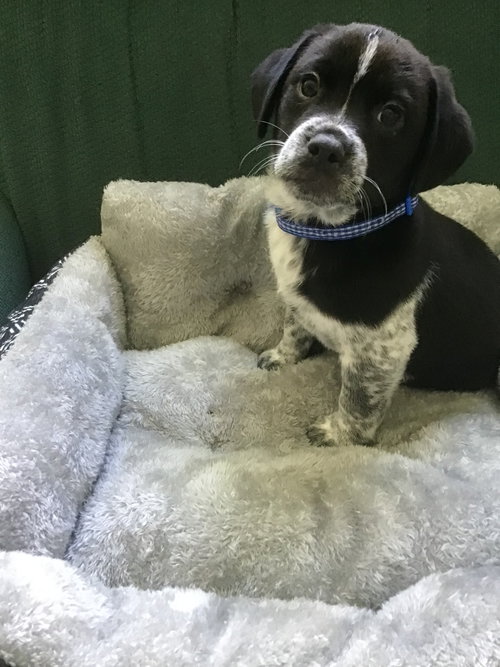 Georgiana's puppy Penguin - blue collar