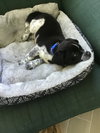 Georgiana's puppy Penguin - blue collar