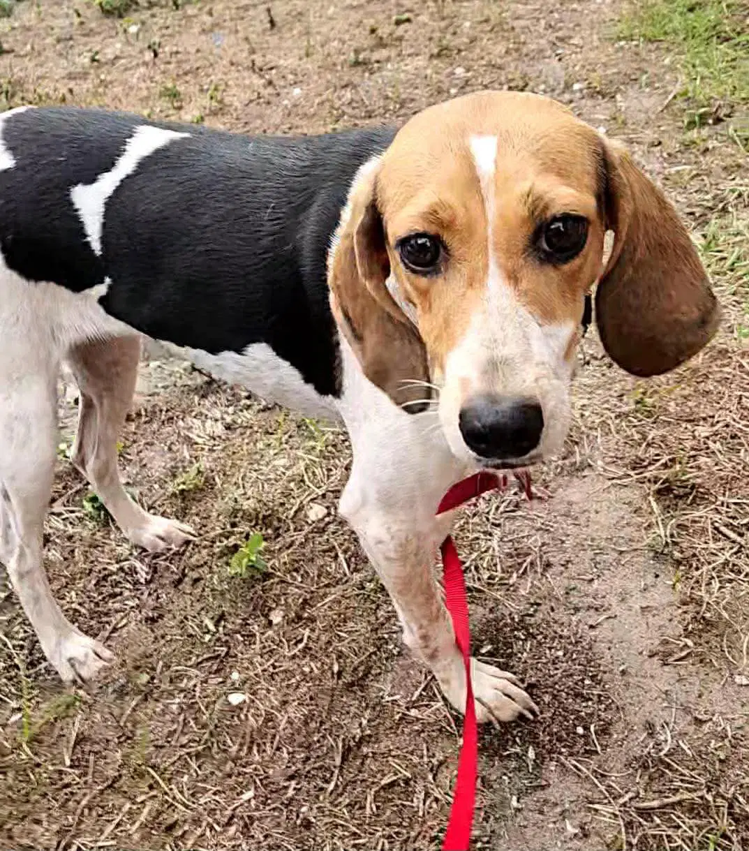 Bitsy - Beagle