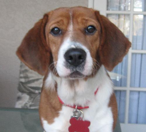 Cinnamon