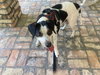 Penny- Courtesy Listing