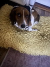 Crumpet