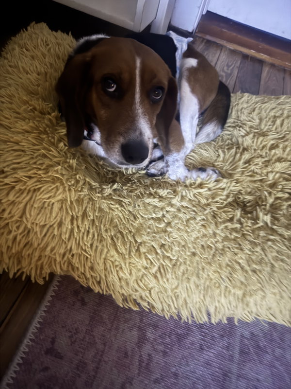 Crumpet