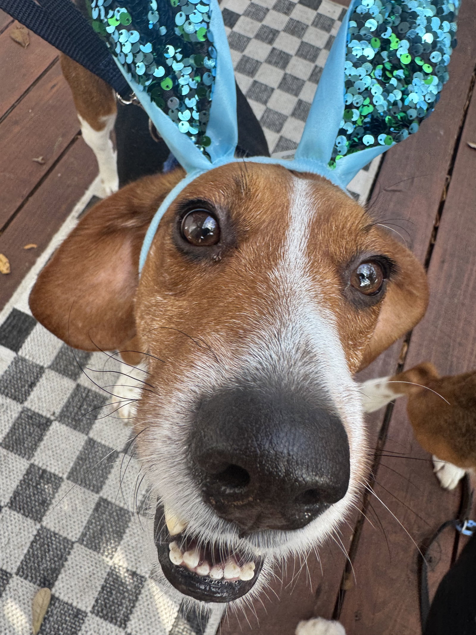 Beagle