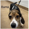 Bama II