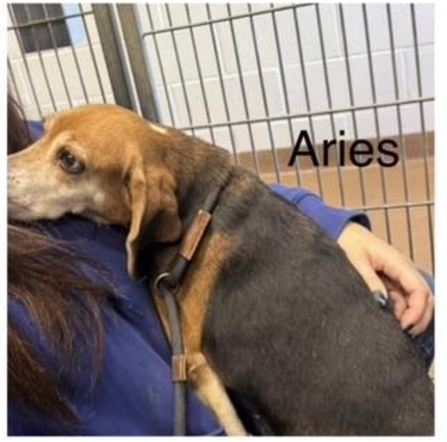 Aries III
