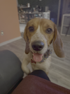 Mr. Lucky