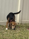Julius