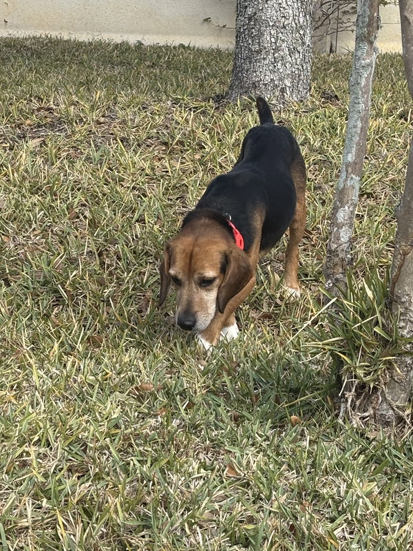 Julius