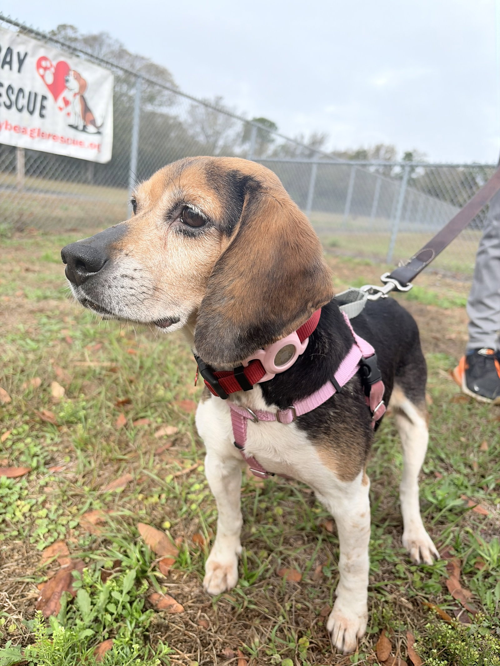 Beagle