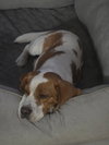 Archie V