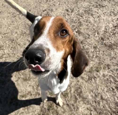 Trooper Elk, an adoptable Treeing Walker Coonhound in Tampa, FL