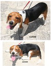 Clover and Jagger