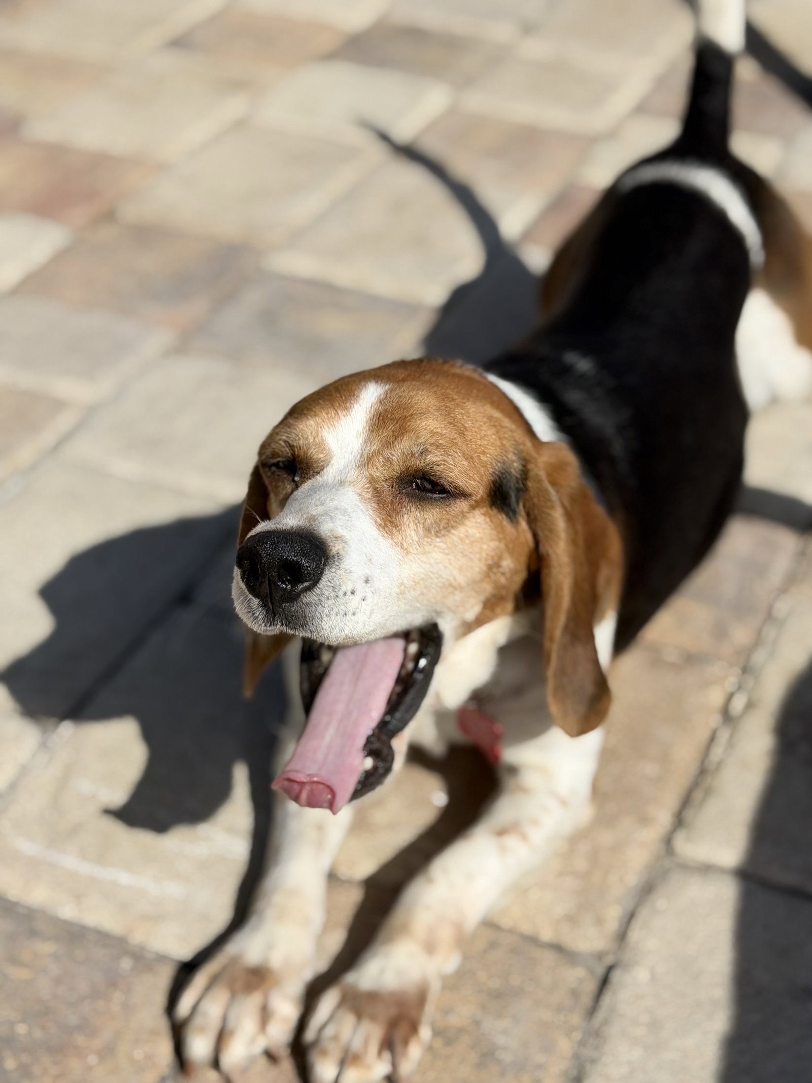 Beagle
