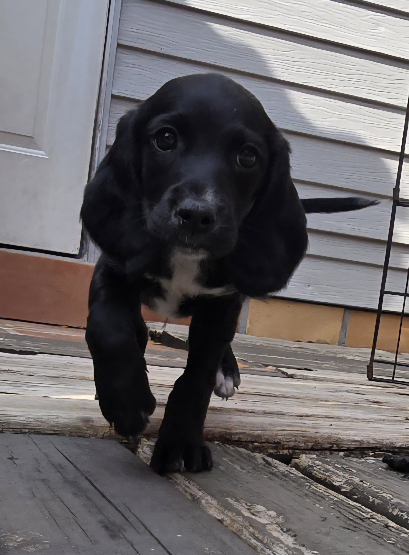 Eleven's Pup Gummy