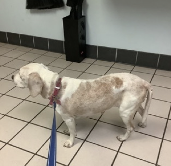 Sage III, an adoptable Beagle in Tampa, FL