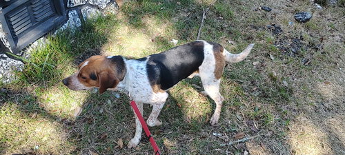 picture of the dog needing adoption