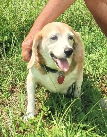 Beagle