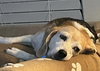 Courtesy Listing- Bagel