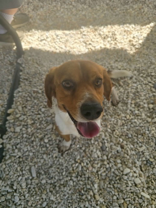 Barney B, an adoptable Beagle in Tampa, FL