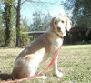Billy II