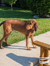 Courtesy Listing- Ruby