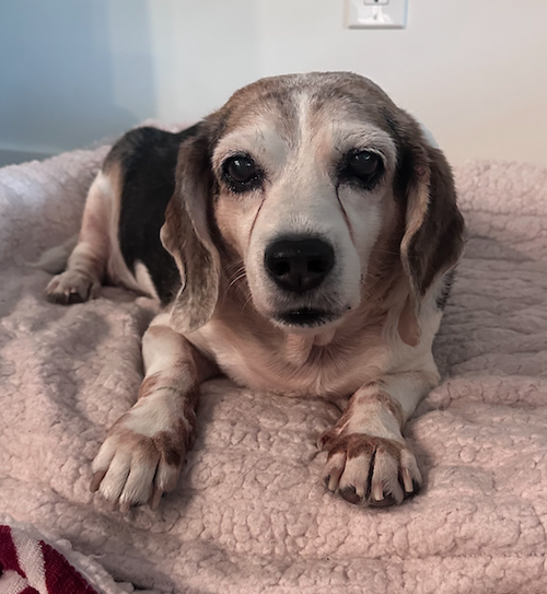 Snoopy D, an adoptable Beagle in Tampa, FL