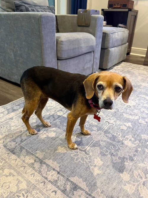 Lucy Ricardo, an adoptable Beagle in Tampa, FL
