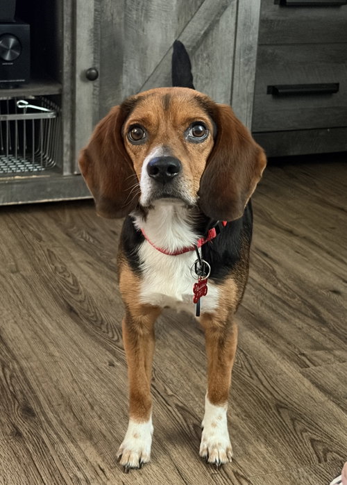 Bubbles V, an adoptable Beagle in Tampa, FL