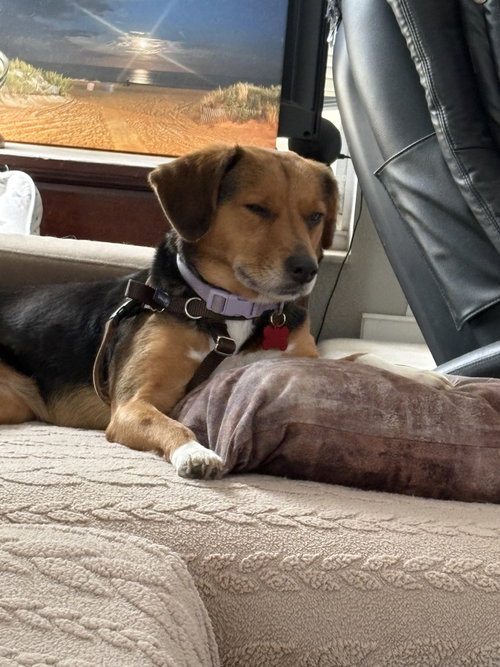 Willow Tree, an adoptable Beagle in Tampa, FL