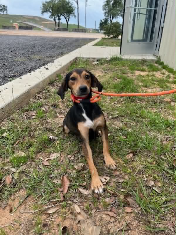 Sara Lee - Beagle