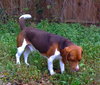 Cooper III