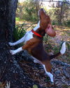 Cooper III