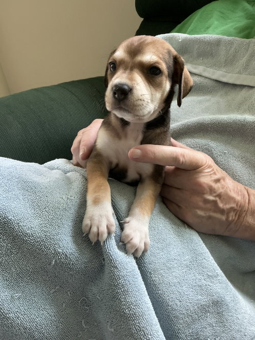 Sara Lee's Pup Otter, an adoptable Beagle in Tampa, FL