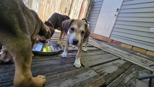 Sara Lee'S Pup Otter photo 2