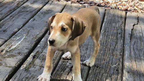 Sara Lee'S Pup Otter photo 3