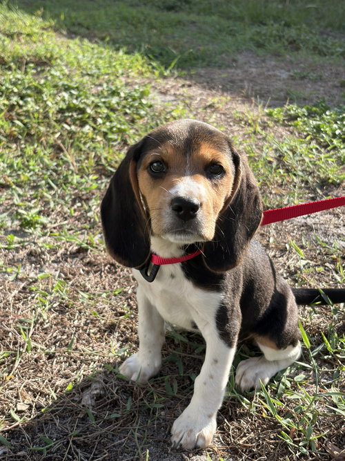 Davenport Pup Candy, an adoptable Beagle in Tampa, FL
