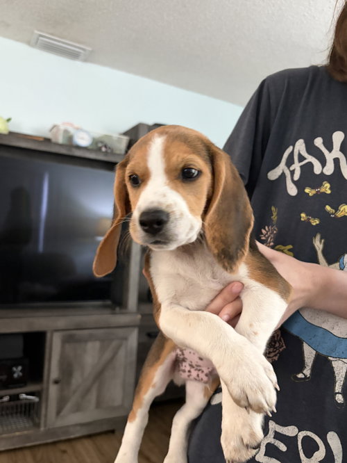 Davenport Pup Clay, an adoptable Beagle in Tampa, FL