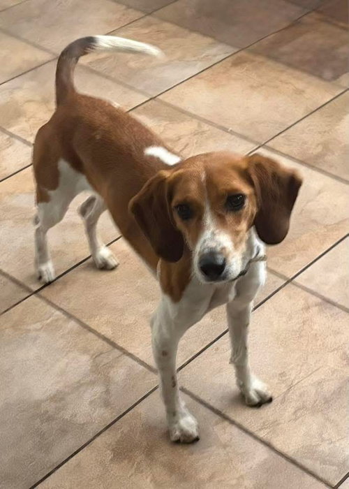 Canela, an adoptable Beagle in Tampa, FL