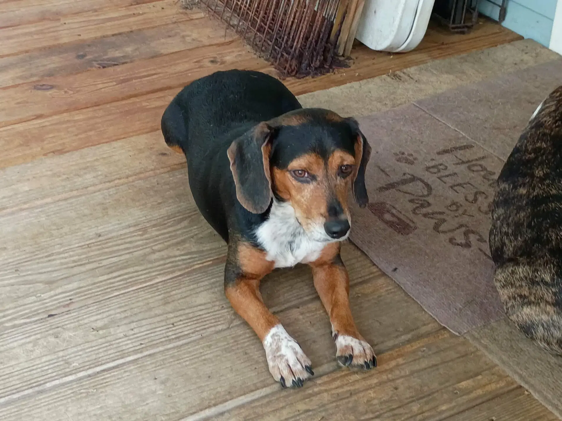 Flipper - Beagle